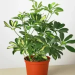 خرید گل و گلدان هدیه برای روز معلم ?