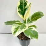 خرید گل و گلدان هدیه برای گودبای پارتی ?