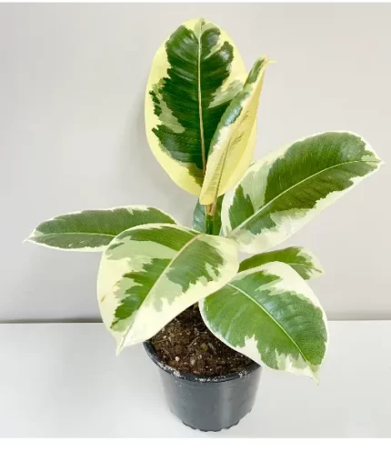 خرید گل و گلدان هدیه برای گودبای پارتی 🌼