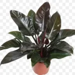 خرید گل و گلدان هدیه برای روز معلم