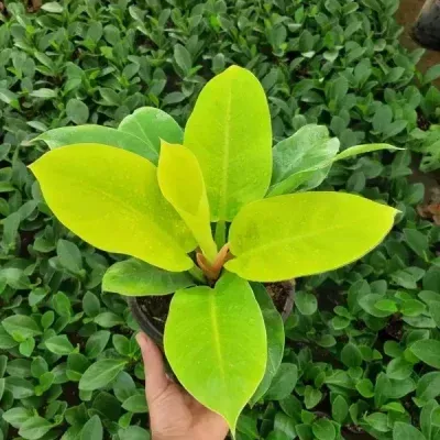 خرید گل و گلدان هدیه برای مدیر خانم