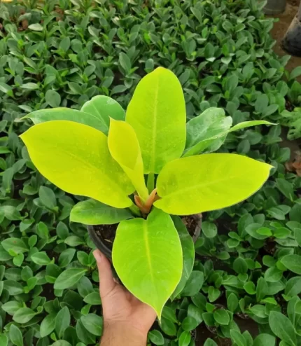 خرید گل و گلدان هدیه برای مدیر خانم