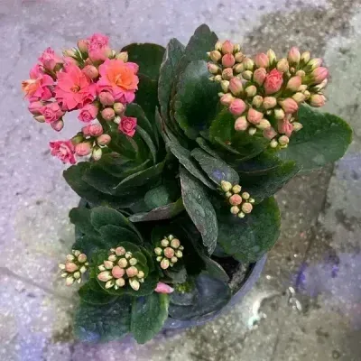 خرید گل و گلدان هدیه برای بچه‌ها