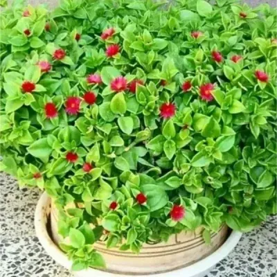 خرید گل و گلدان هدیه برای فارغ التحصیلی