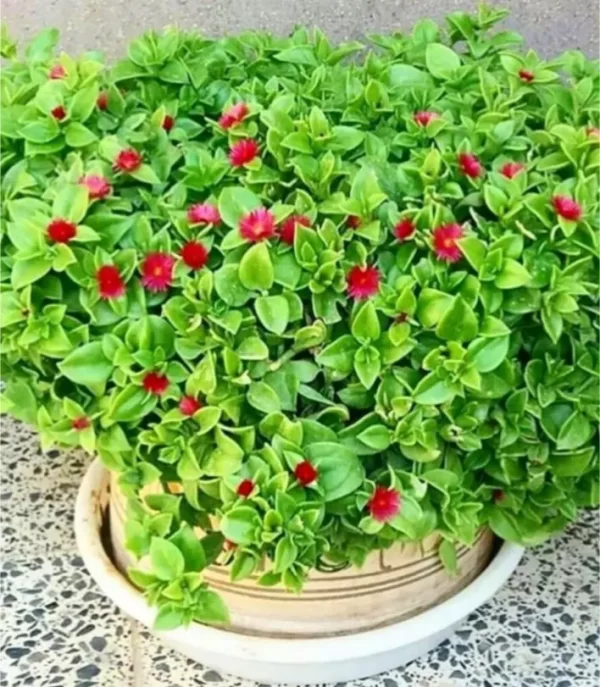 خرید گل و گلدان هدیه برای فارغ التحصیلی