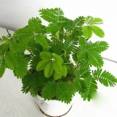 خرید گل و گلدان هدیه برای مرد غریبه