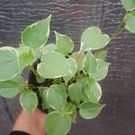 خرید گل و گلدان هدیه برای افتتاح مطب
