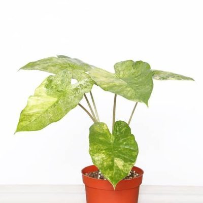 خرید گل و گلدان هدیه برای تشکر از مربی پیش دبستانی