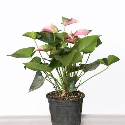 خرید گل و گلدان هدیه برای تشکر از موسیقی