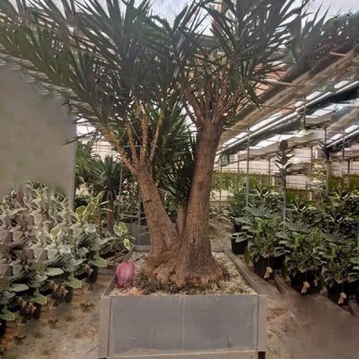 خرید گل و گلدان هدیه برای تشکر از رفیق بابت کادو