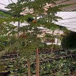 خرید گل و گلدان هدیه برای تشکر از خاله
