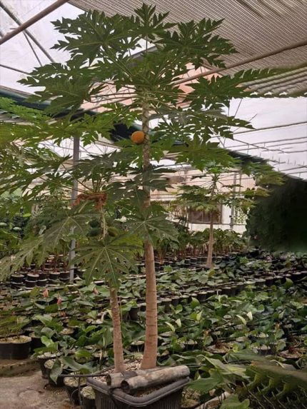 خرید گل و گلدان هدیه برای تشکر از خاله