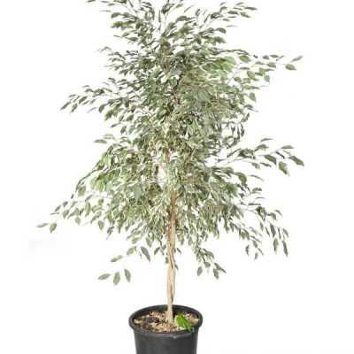 خرید گل و گلدان هدیه برای تشکر از جلسه