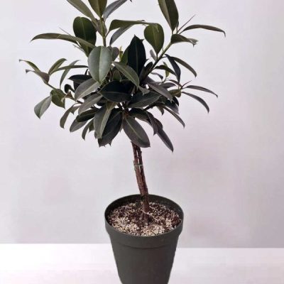 خرید گل و گلدان هدیه برای تشکر از اولیا