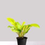 گل آپارتمانی رویال