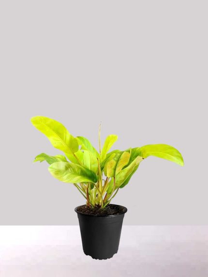 گل آپارتمانی رویال