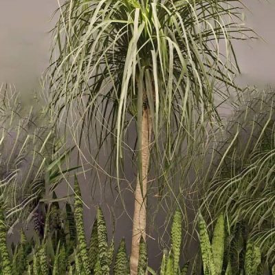 گل آپارتمانی لیندا-کنده‌اي