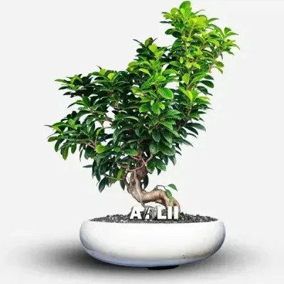 سفارش انواع گل و گلدان طبیعی آپارتمانی در محله دبستان ?