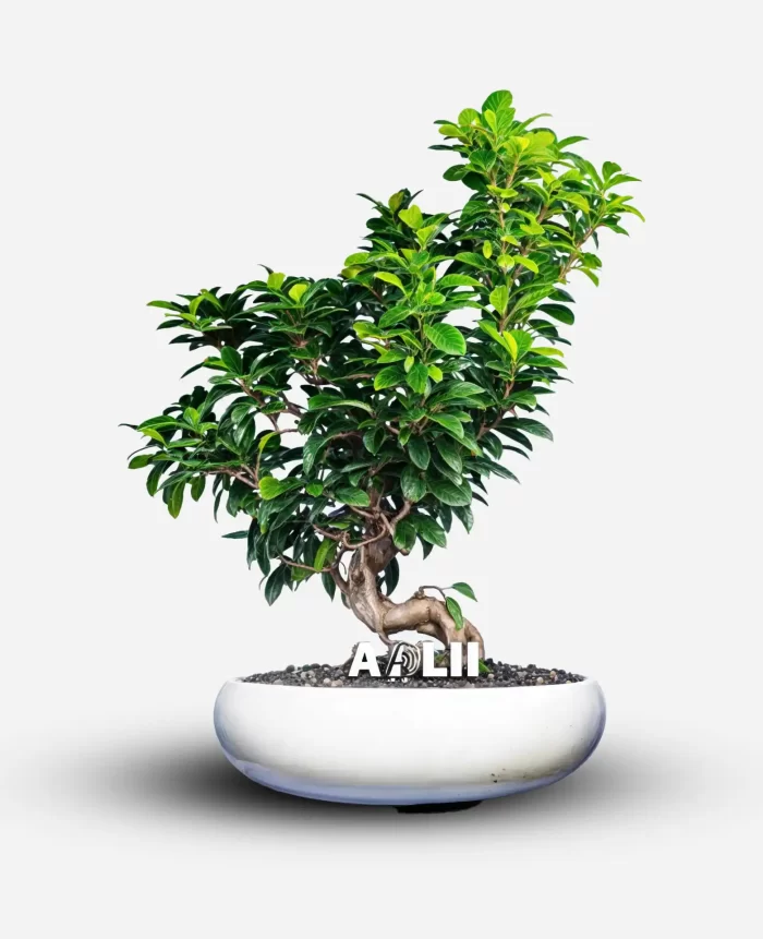 سفارش انواع گل و گلدان طبیعی آپارتمانی در محله دبستان 🌿