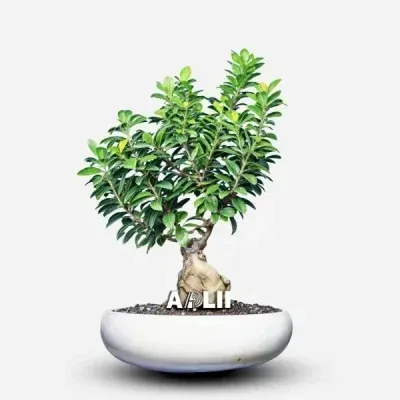 سفارش انواع گل و گلدان طبیعی آپارتمانی در محله سهروردی باغ صبا