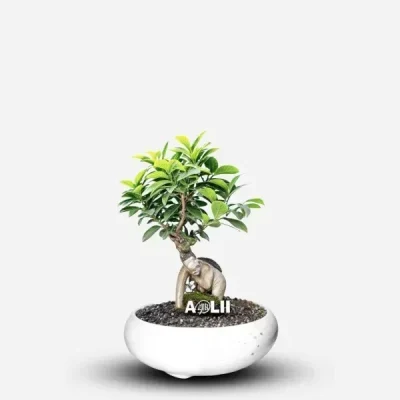 گل و گلدان طبیعی آپارتمانی در محله اسکندری جنوبی