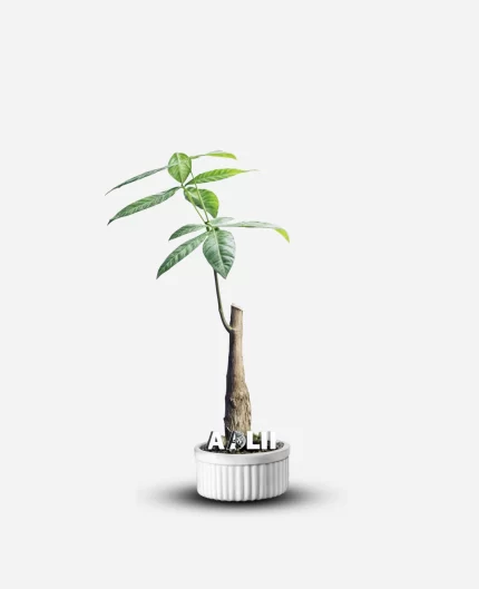 سفارش انواع گل و گلدان طبیعی آپارتمانی در محله مدنی