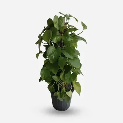 سفارش انواع گل و گلدان طبیعی آپارتمانی در محله فاطمی