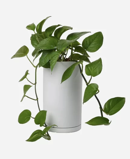 گل و گلدان طبیعی آپارتمانی در محله علی آباد جنوبی