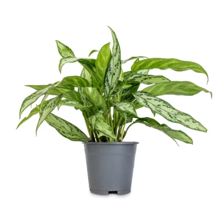 گل آپارتمانی یخ
