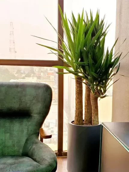 سفارش انواع گل و گلدان طبیعی آپارتمانی در محله تیموری