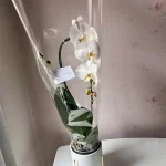 سفارش انواع گل و گلدان طبیعی آپارتمانی در محله شهرک آزمایش