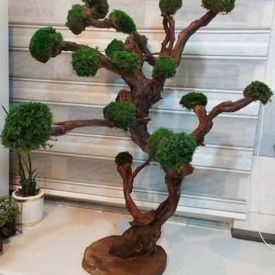 سفارش انواع گل و گلدان طبیعی آپارتمانی در محله زعفرانیه