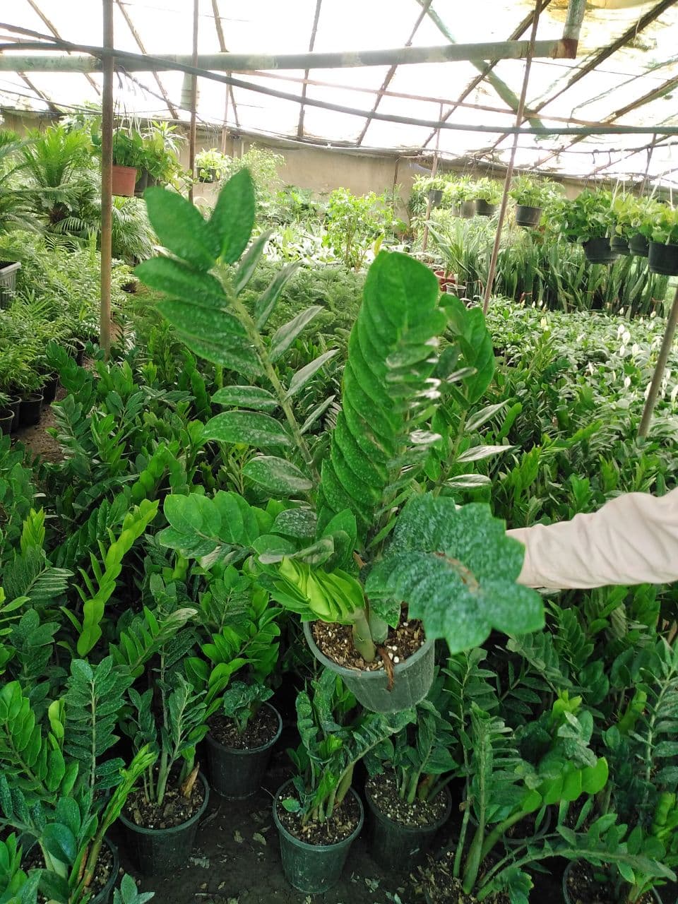 سفارش انواع گل و گلدان طبیعی آپارتمانی در محله محمودیه
