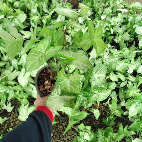 سفارش انواع گل و گلدان طبیعی آپارتمانی در محله ازگل