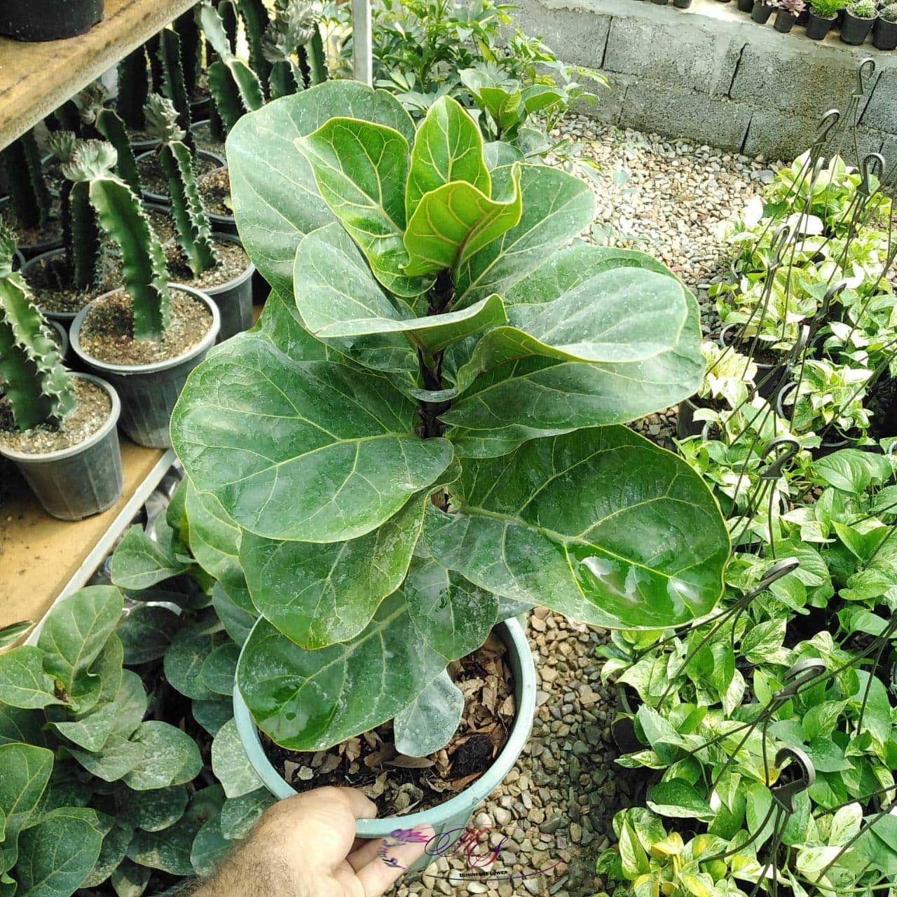 سفارش انواع گل و گلدان طبیعی آپارتمانی در محله حکمت