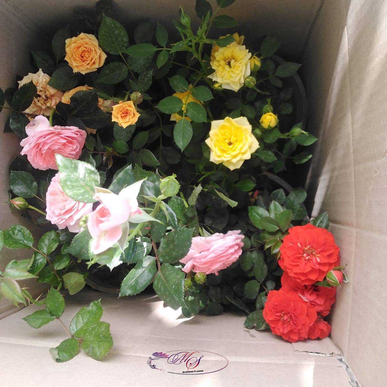 سفارش انواع گل و گلدان طبیعی آپارتمانی در محله شهرک نفت