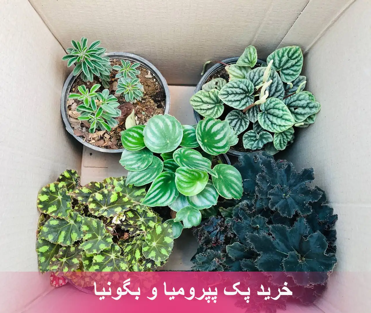 سفارش انواع گل و گلدان طبیعی آپارتمانی در محله ونک