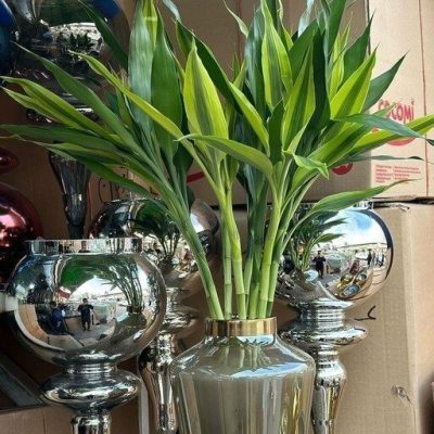سفارش انواع گل و گلدان طبیعی آپارتمانی در محله گیشا