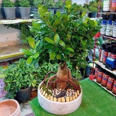 سفارش انواع گل و گلدان طبیعی آپارتمانی در محله شادمان vvv