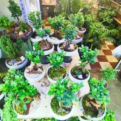 سفارش انواع گل و گلدان طبیعی آپارتمانی در محله خوش شمالی