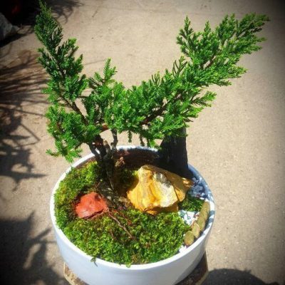 سفارش انواع گل و گلدان طبیعی آپارتمانی در محله آزادی