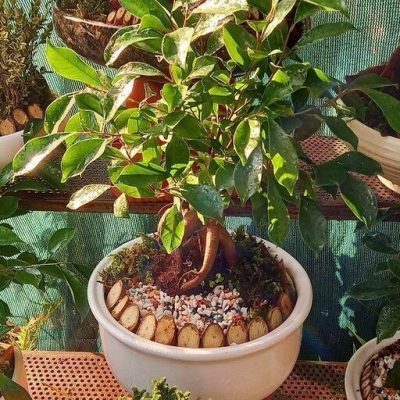 سفارش انواع گل و گلدان طبیعی آپارتمانی در محله پرواز