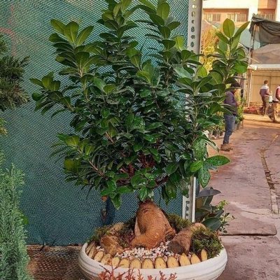 سفارش انواع گل و گلدان طبیعی آپارتمانی در محله مخابرات