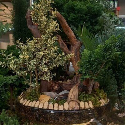سفارش انواع گل و گلدان طبیعی آپارتمانی در محله درختی