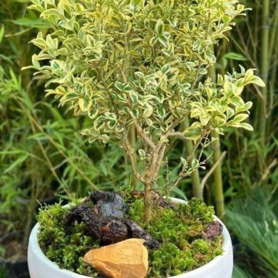 سفارش انواع گل و گلدان طبیعی آپارتمانی در محله دیباجی