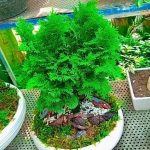 سفارش انواع گل و گلدان طبیعی آپارتمانی در محله نارمک