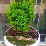 سفارش انواع گل و گلدان طبیعی آپارتمانی در محله کوهسار