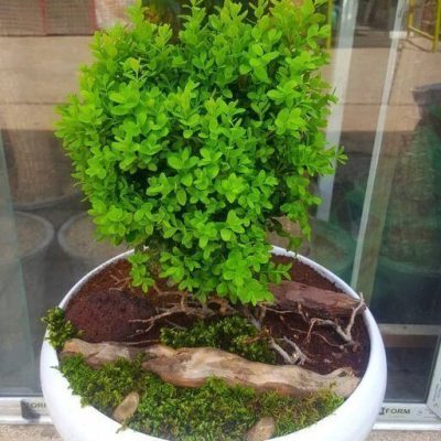 سفارش انواع گل و گلدان طبیعی آپارتمانی در محله کوهسار