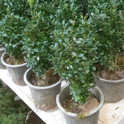 سفارش انواع گل و گلدان طبیعی آپارتمانی در محله بولیوار