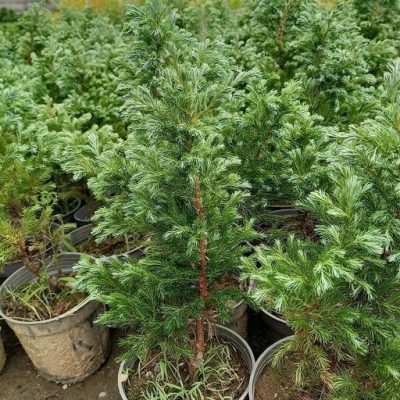 سفارش انواع گل و گلدان طبیعی آپارتمانی در محله ستاری